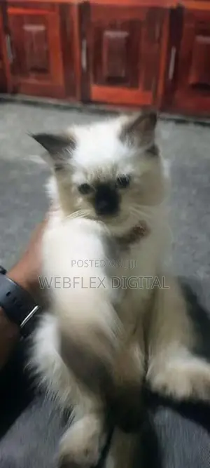 Himalayan Kitten