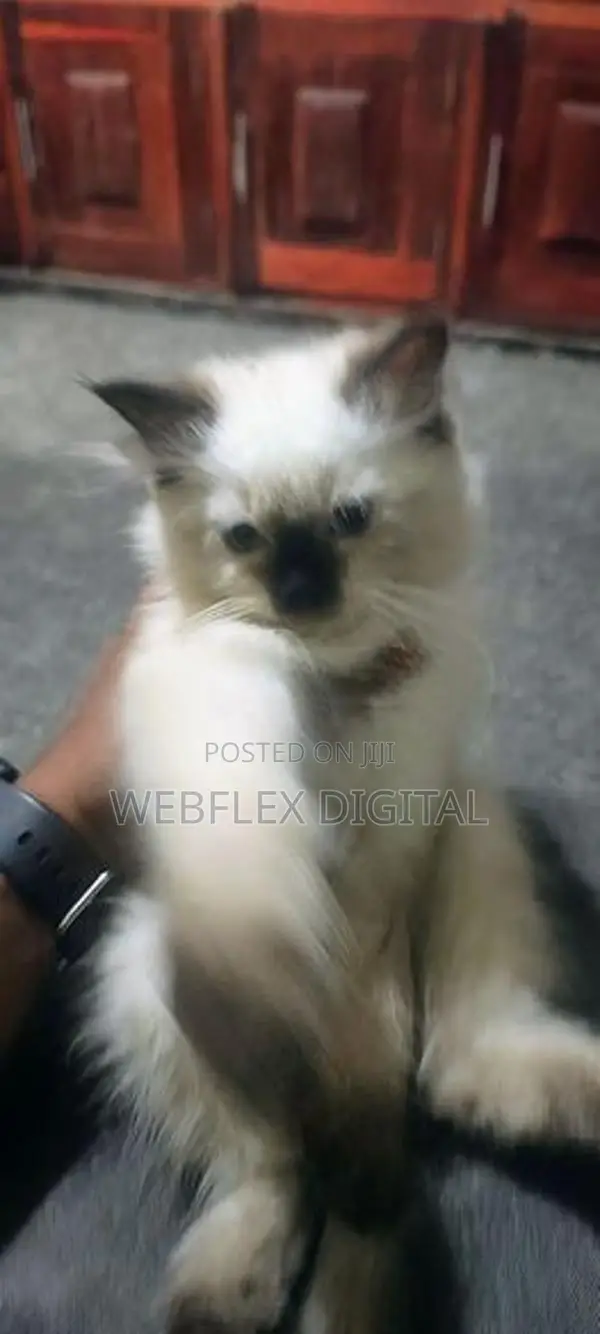 Himalayan Kitten
