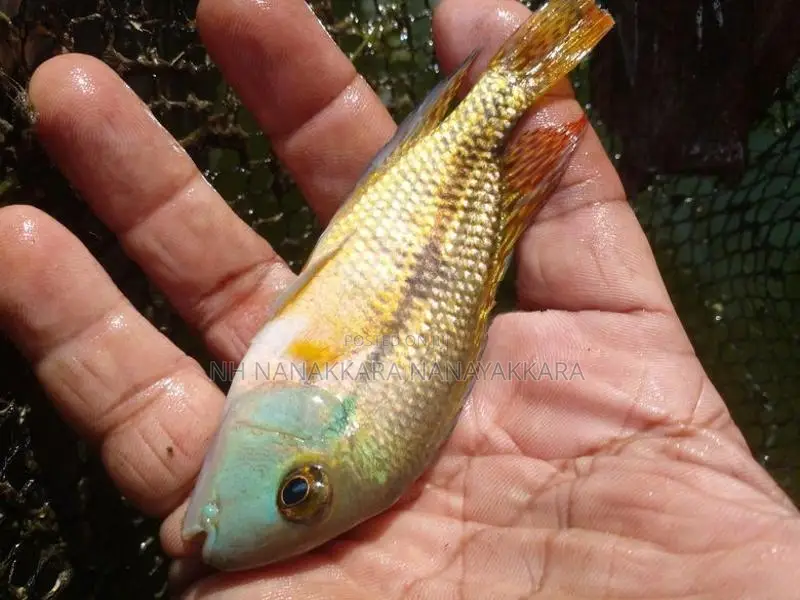 Nicaragua Cichlid Fish