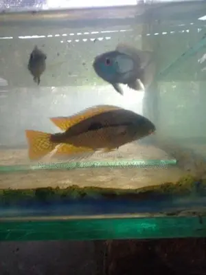 Nicaragua Cichlid Fish