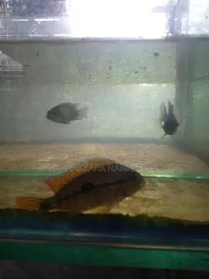 Nicaragua Cichlid Fish