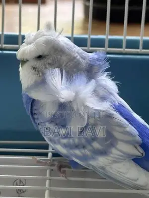 Love Birds