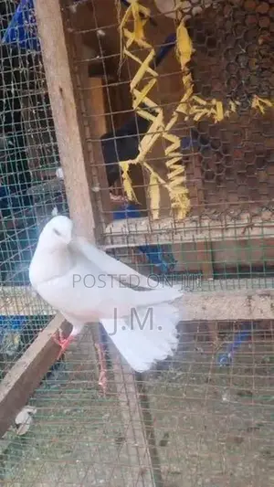 Nagercoil Pigeon