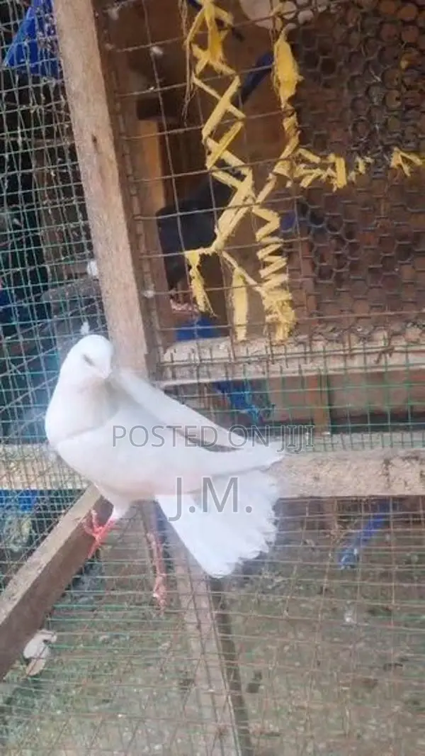 Nagercoil Pigeon