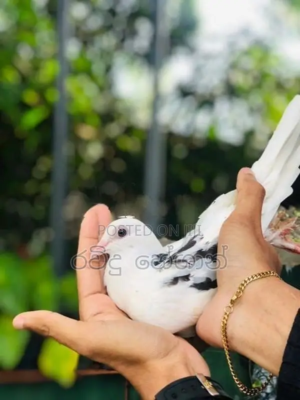 Pigeons