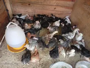 Village Chicks