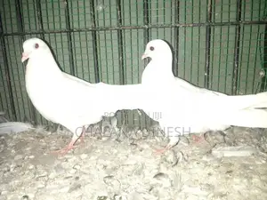 Pigeons