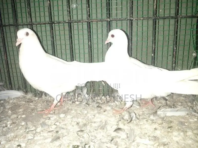 Pigeons