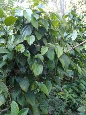 Land for sale Haputale