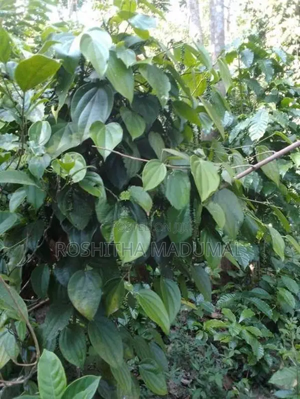 Land for sale Haputale