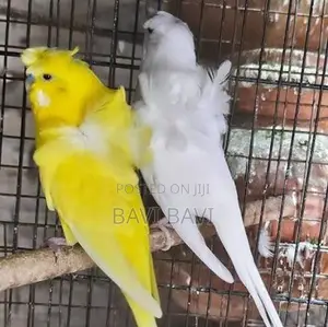 Love Birds