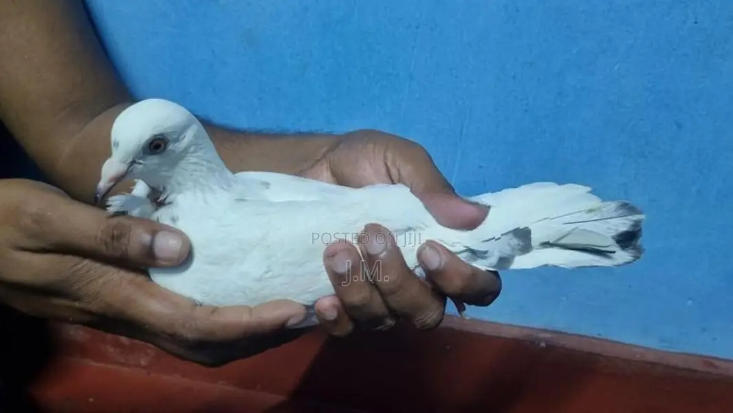 Nagercoil Pigeon