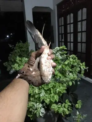 Pigeons