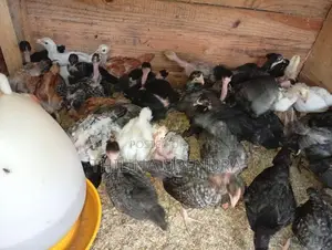 Village Chicks