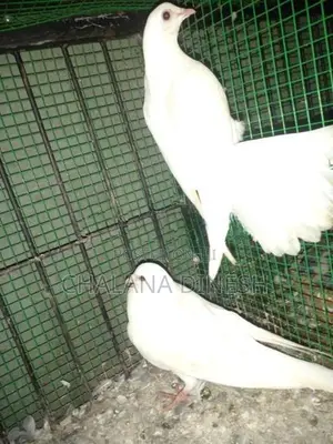 Pigeons