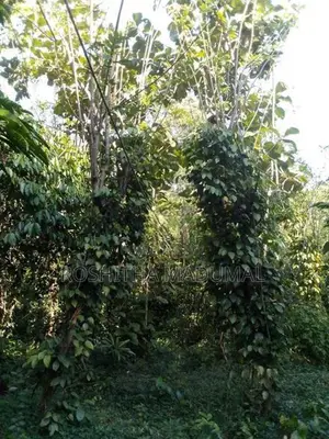 Land for sale Haputale