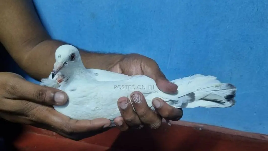 Nagercoil Pigeon