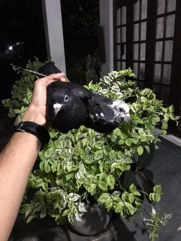 Pigeons
