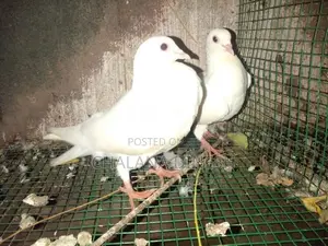 Pigeons