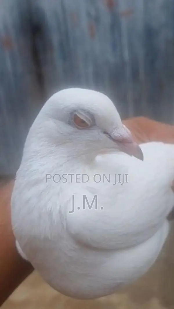 Nagercoil Pigeon