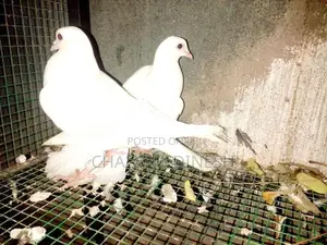 Pigeons