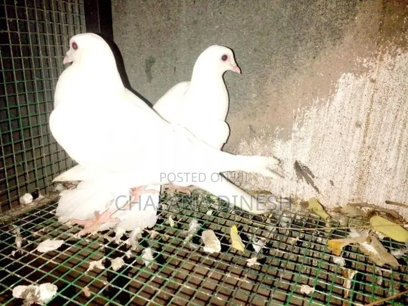 Pigeons