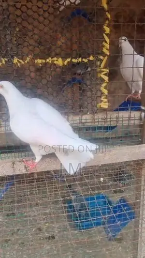 Nagercoil Pigeon