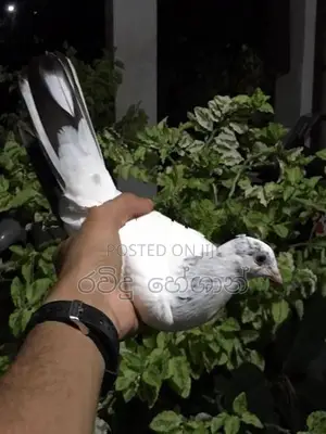 Pigeons