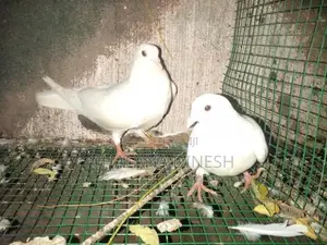 Pigeons
