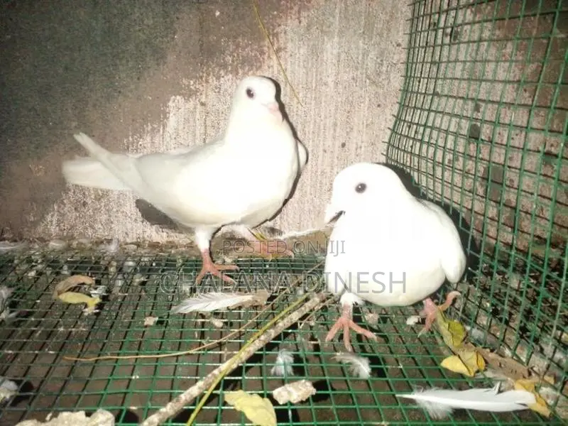 Pigeons
