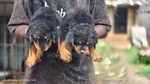 Rottweiler Puppies