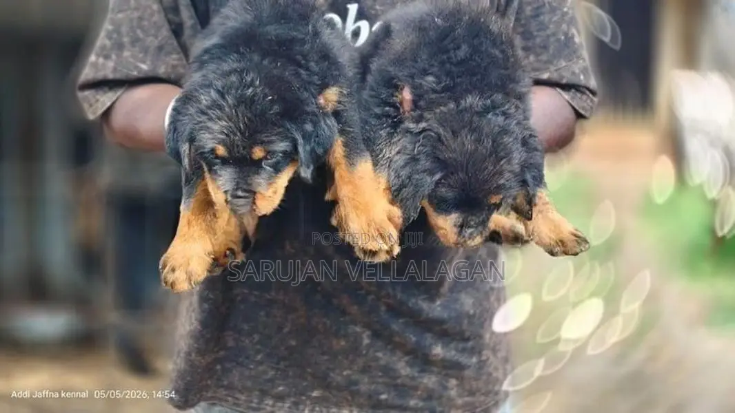 Rottweiler Puppies