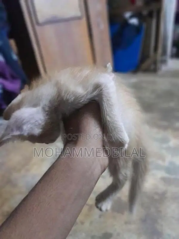 Persian Kitten