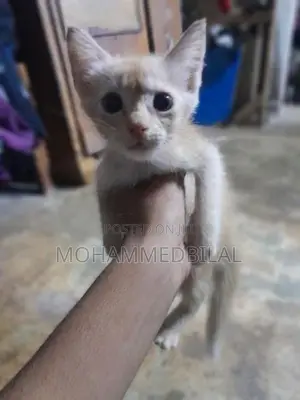 Persian Kitten