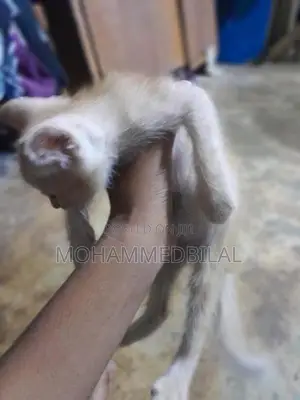 Persian Kitten