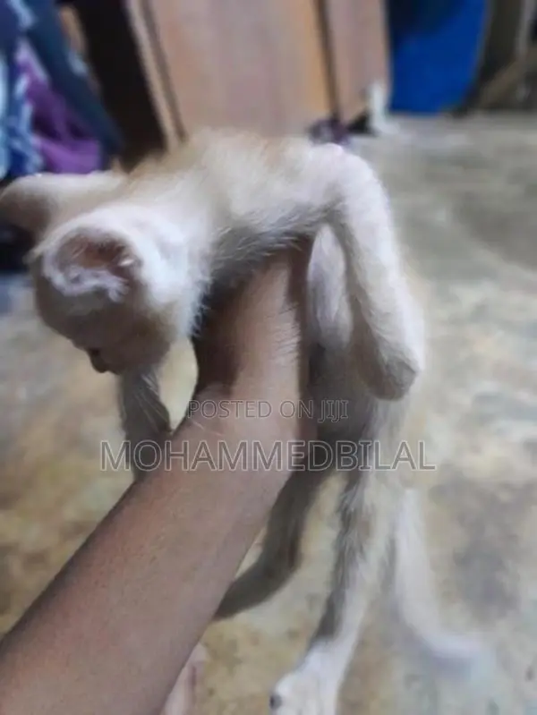 Persian Kitten