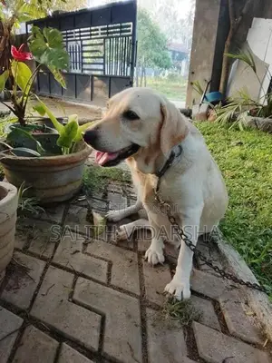 Labrador Female