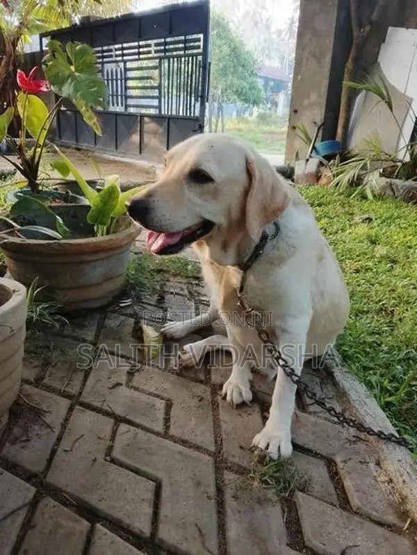 Labrador Female