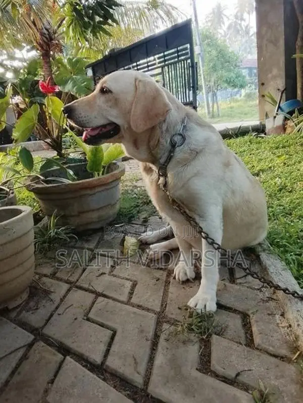 Labrador Female