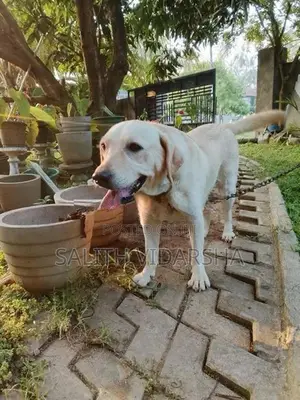Labrador Female