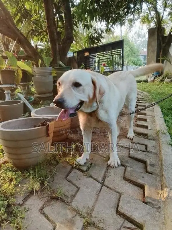 Labrador Female