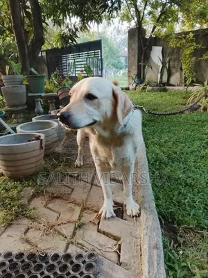 Labrador Female