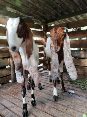 Jamnapari Goat