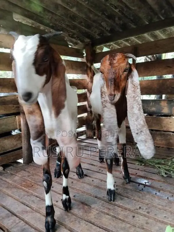 Jamnapari Goat