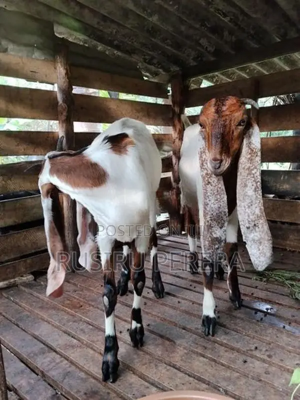 Jamnapari Goat
