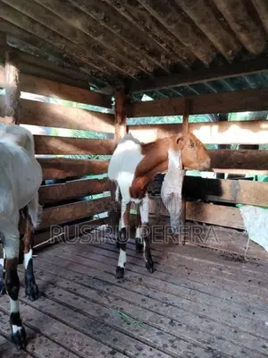 Jamnapari Goat