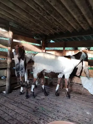 Jamnapari Goat