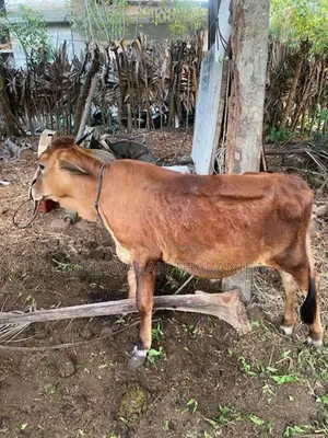 நாம்பன் மாடு