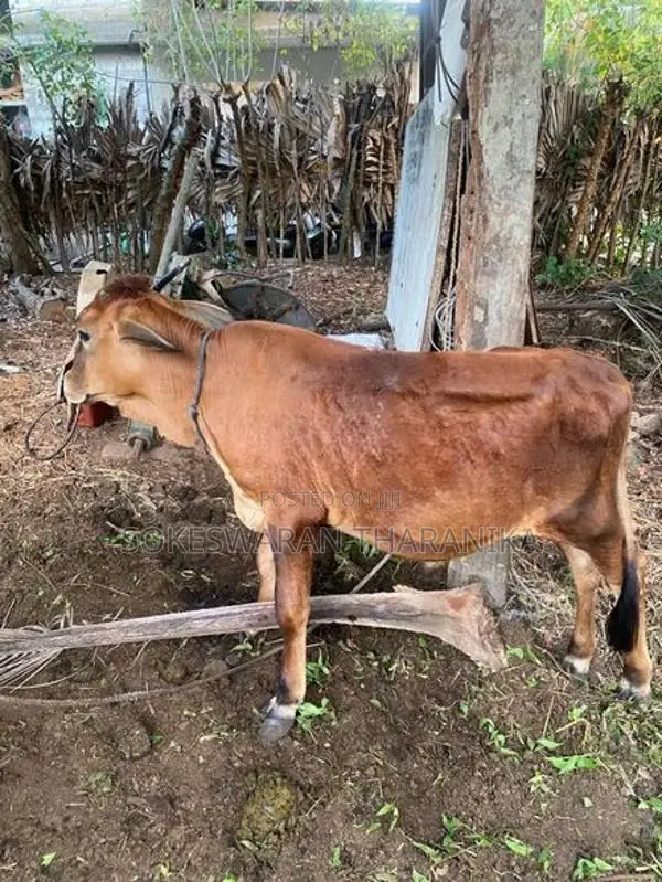 நாம்பன் மாடு