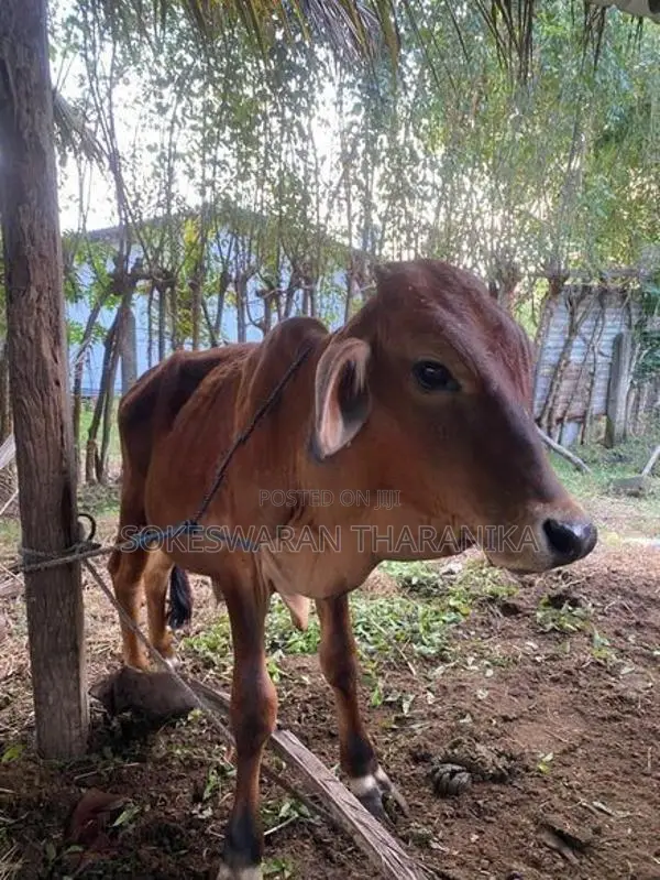 நாம்பன் மாடு